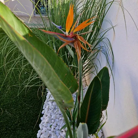 Apartman Papillon Capitolo